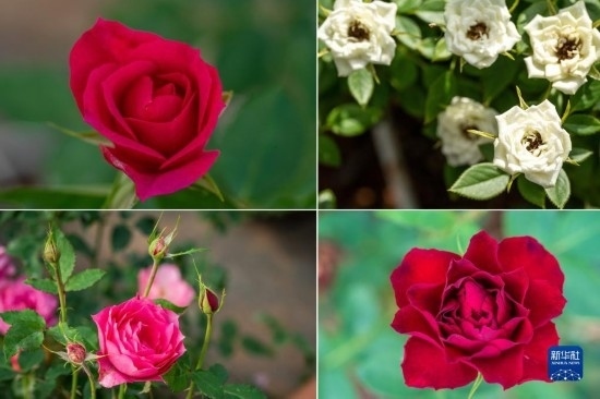 這是云南省安寧市現(xiàn)代農(nóng)業(yè)園區(qū)玫瑰種植示范園里玫瑰新品種的拼版照片。