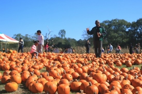  2020年10月31日，在美國新奧爾良市，人們在南瓜農(nóng)場里玩耍。新華社發(fā)（魏蘭攝）
