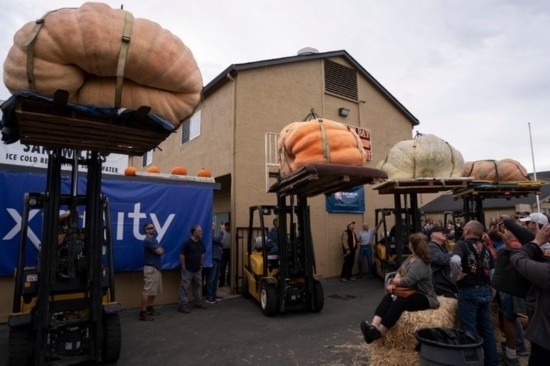  10月9日，在美國加利福尼亞州圣馬特奧縣半月灣舉行的南瓜稱重大賽現(xiàn)場，人們圍觀參賽的南瓜。新華社發(fā)（李建國攝）