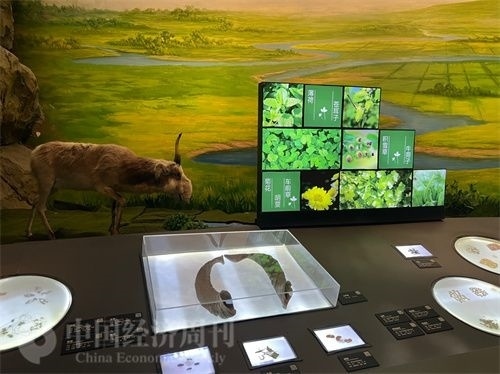  （中醫(yī)藥博物館展出的各類中藥材令人應(yīng)接不暇。中國經(jīng)濟(jì)周刊記者 郭志強(qiáng) 攝）