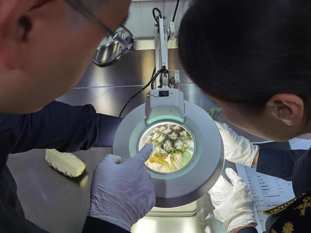 11月3日，上海海關關員對首批入境中國、參展第六屆進博會的貝寧菠蘿進行檢驗檢疫。新華社記者 吳宇 攝