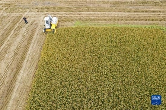 11月4日，在南通市通州區(qū)十總鎮(zhèn)育民村農(nóng)場，一臺設(shè)置好參數(shù)的無人收割機在工作中（無人機照片）。