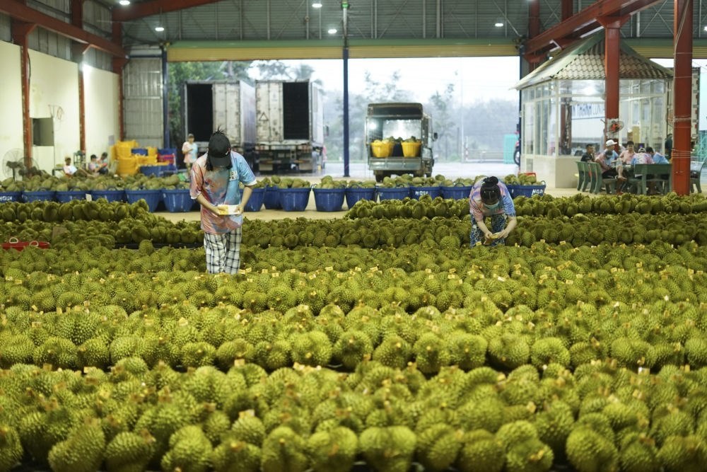 2023年9月15日，在越南多樂省一家榴蓮加工廠，工人在給即將出口到中國(guó)的榴蓮包裝貼牌。隨著《區(qū)域全面經(jīng)濟(jì)伙伴關(guān)系協(xié)定》紅利釋放，中國(guó)—東盟貿(mào)易規(guī)模進(jìn)一步擴(kuò)大。越來越多東盟國(guó)家的優(yōu)質(zhì)水果便捷地進(jìn)入中國(guó)市場(chǎng)，走上消費(fèi)者的餐桌。