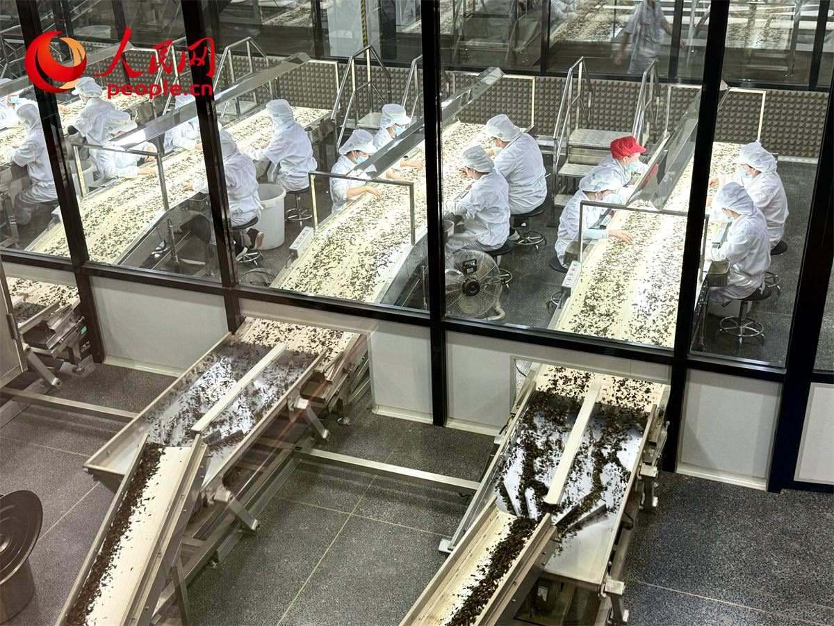 工人在對茶葉進行目視揀剔。人民網(wǎng)記者 劉微攝