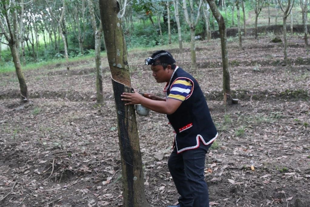 2017年10月，云南省永德縣團樹村佤族膠農(nóng)蔣文富在割膠