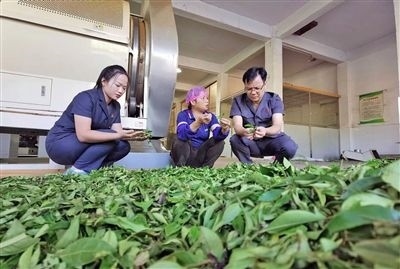  圖③：蒼梧法院六堡法庭法官深入茶企了解企業(yè)生產(chǎn)經(jīng)營(yíng)情況。