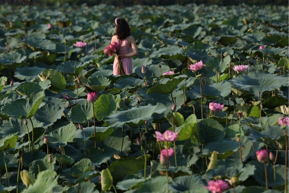 這是2020年7月15日，一名女子在越南首都河內(nèi)西湖畔的荷花叢中留影。