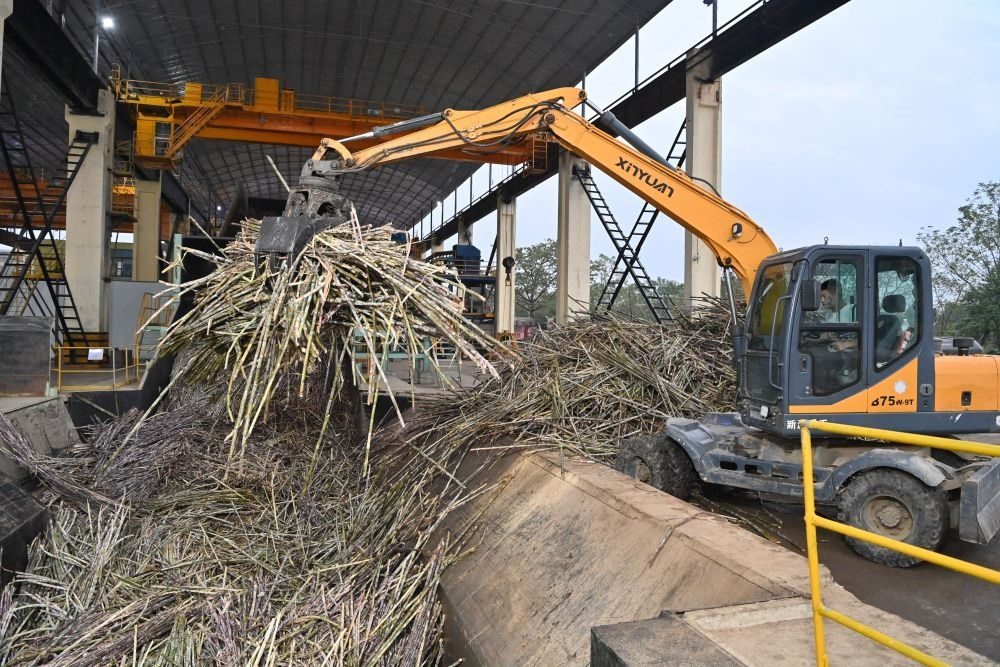 12月14日，在廣西來賓東糖鳳凰有限公司，員工操作機械將甘蔗投入傳送帶，準備送往壓榨車間。