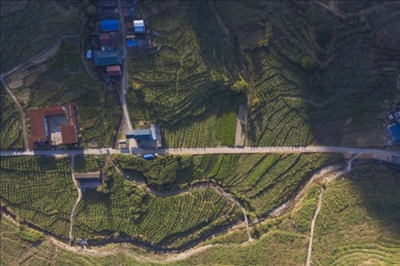 漠源鄉(xiāng)西柚基地。將樂縣農(nóng)業(yè)農(nóng)村局供圖