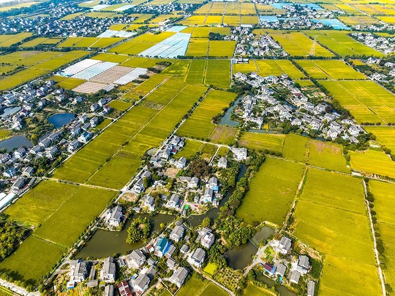 2023年10月22日，浙江海寧市黃灣鎮(zhèn)，金秋時節(jié)，金黃色的稻田與美麗鄉(xiāng)村構(gòu)成一幅寧靜祥和的畫卷。