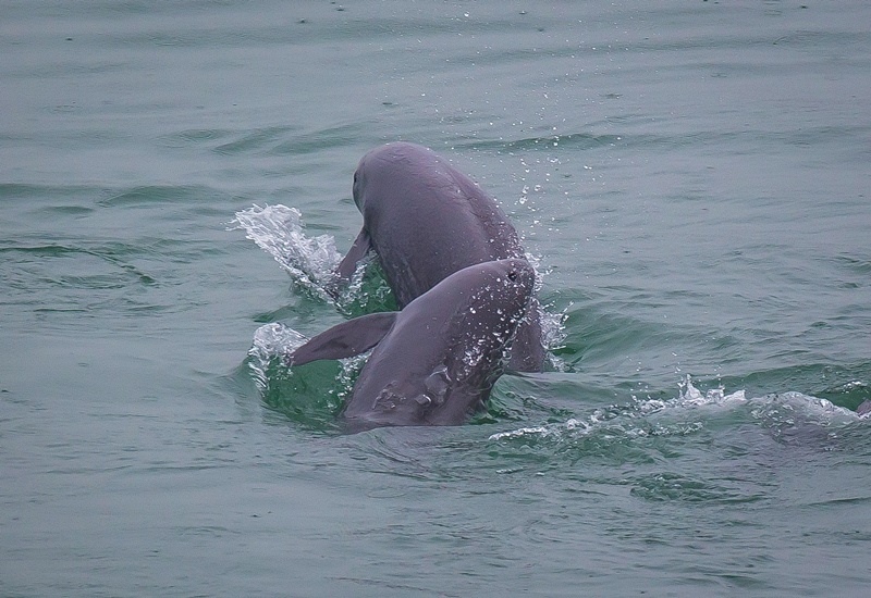 2021年5月10日，在湖北省宜昌市江邊，長(zhǎng)江江豚在水中嬉戲。