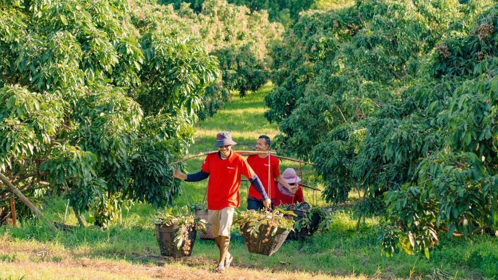 2023年10月，泰國尖竹汶府的龍眼種植園內(nèi)，采果工人正在運輸新采摘的龍眼。（黎銀成攝 新華社發(fā)）