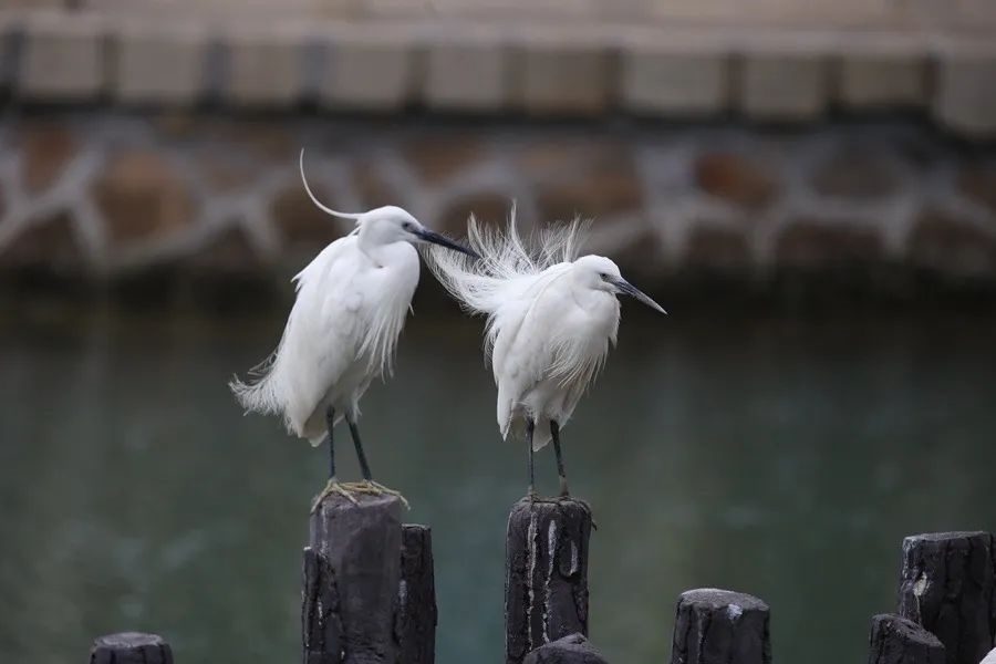 筼筜湖白鷺。人民網記者 陳博 攝