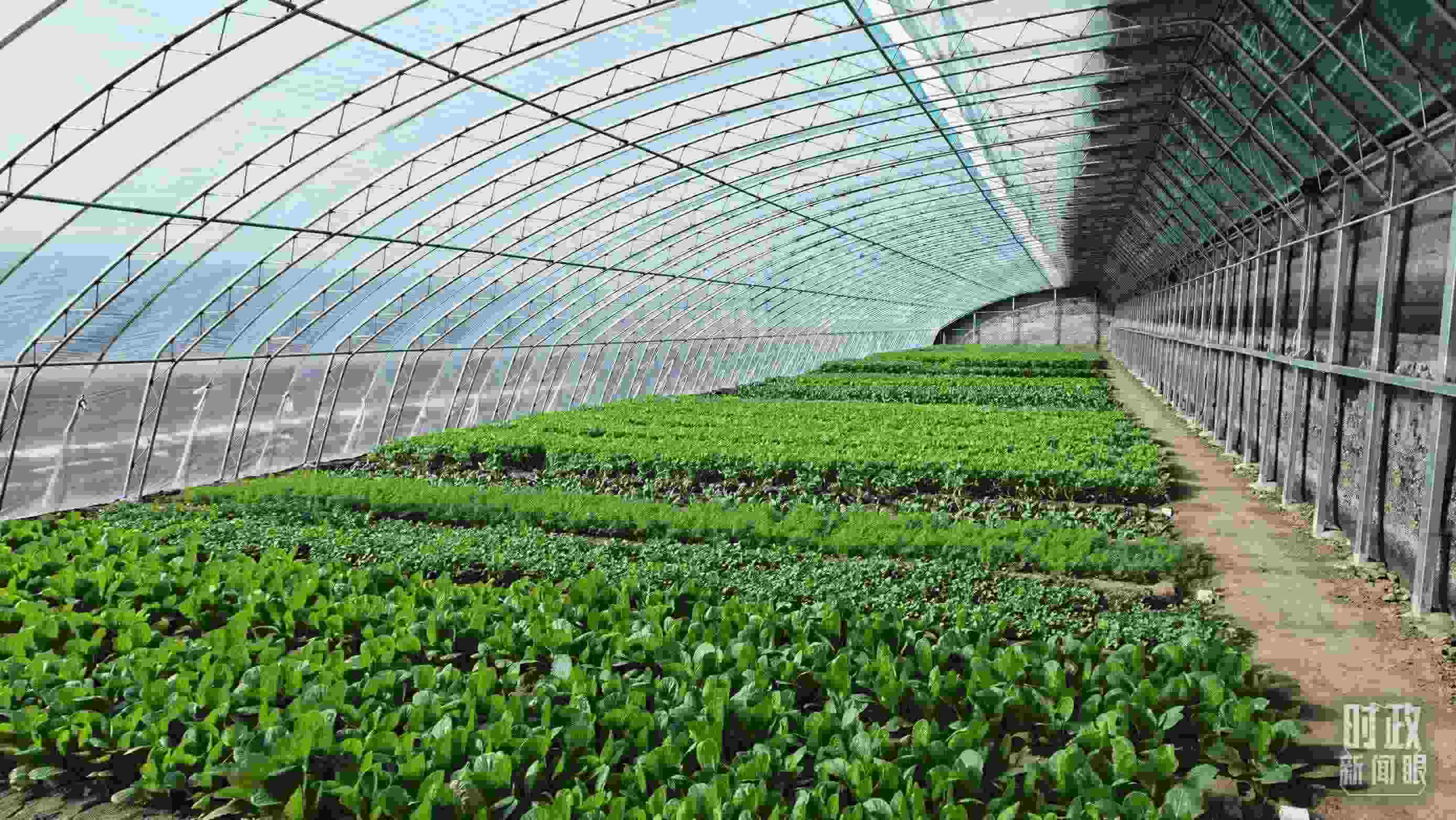 △第六埠村蔬菜大棚。（總臺央視記者郭鴻拍攝）