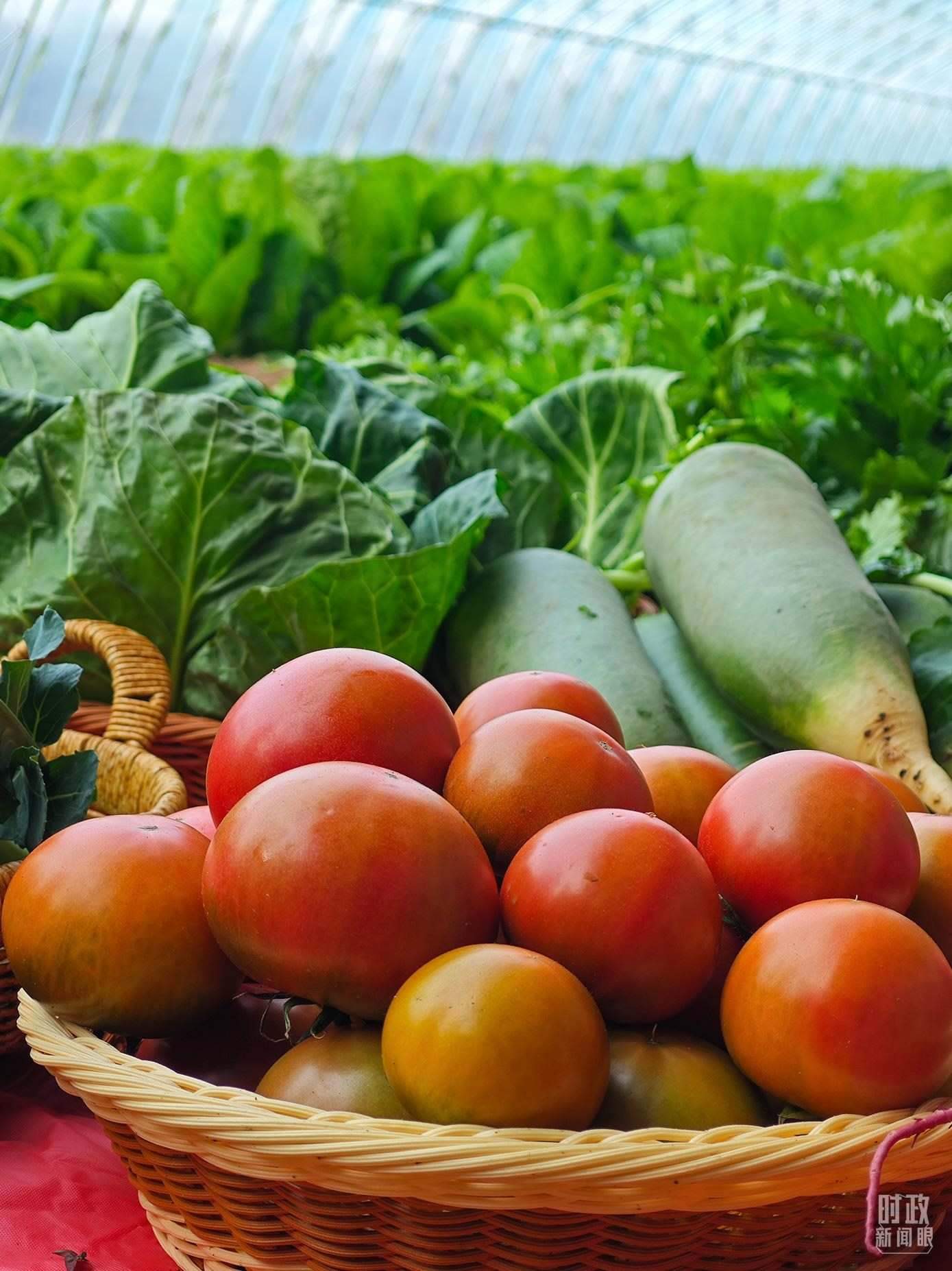 △第六埠村蔬菜大棚，蔬菜收獲頗豐。（總臺央視記者彭漢明拍攝）