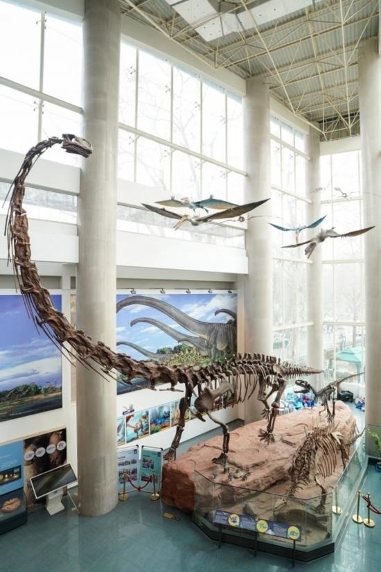 南京古生物博物館展出的馬門溪龍模型。新華社記者李博 攝