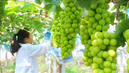 小屯村葡萄園里的陽光玫瑰葡萄。肖俊楠攝