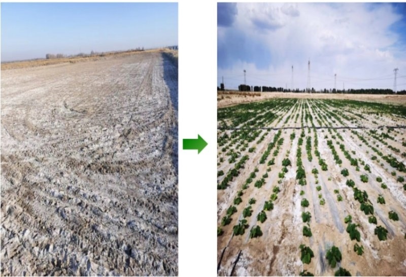 鹽堿地成良田。黃花農(nóng)場供圖