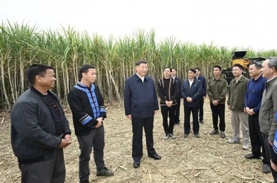 2023年12月14日，習(xí)近平總書記在廣西來賓市國家現(xiàn)代農(nóng)業(yè)產(chǎn)業(yè)園黃安優(yōu)質(zhì)“雙高”糖料蔗基地考察。