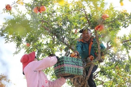 紅彤彤的石榴掛滿枝頭，農(nóng)戶們穿梭在林中采摘，享受著豐收的喜悅。