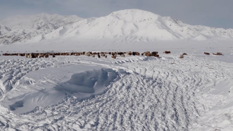 蒙古國近日發(fā)生雪災(zāi)。圖片來源：蒙政府網(wǎng)站