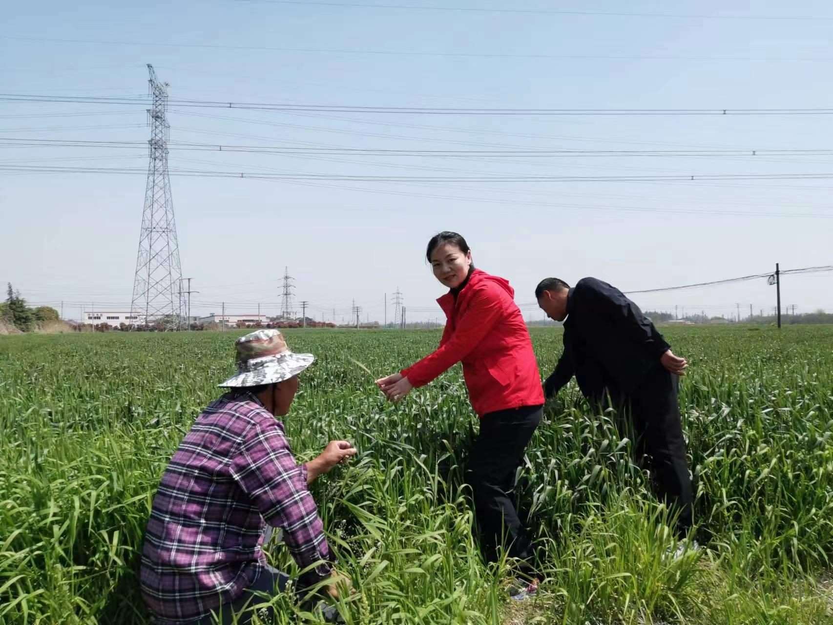 魏巧在田間察看農(nóng)作物長(zhǎng)勢(shì)。