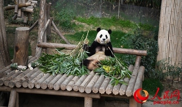 “福寶”享用新鮮的竹子。人民網(wǎng) 李帆攝
