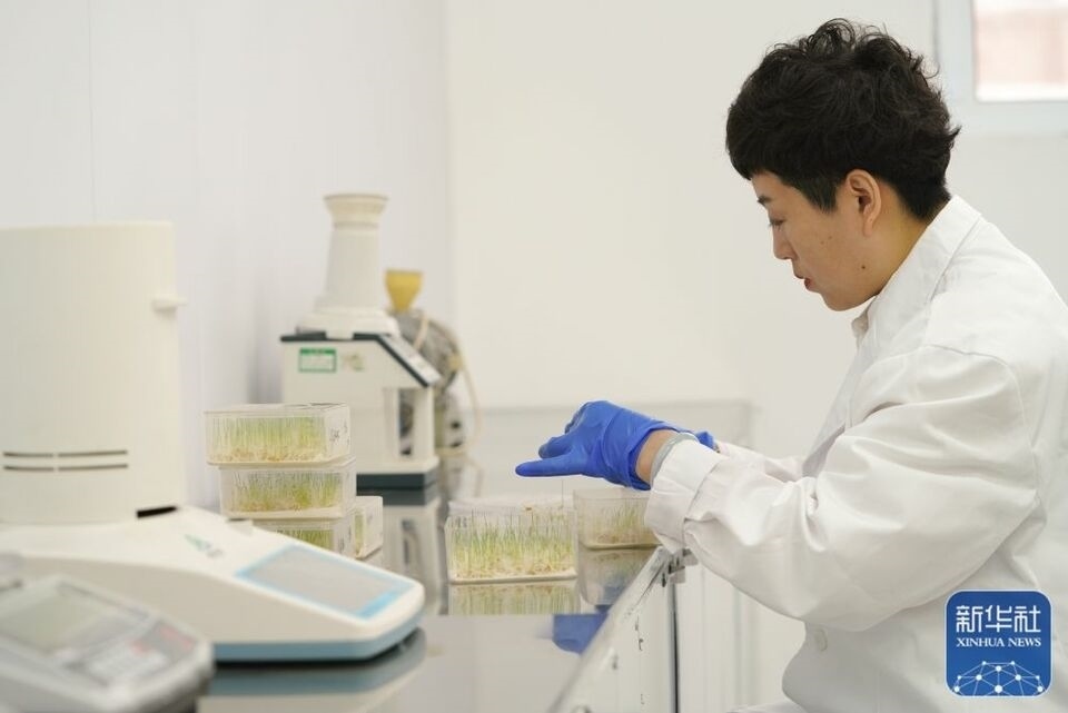 新華全媒+｜“大糧倉”黑龍江春耕備耕火熱進(jìn)行