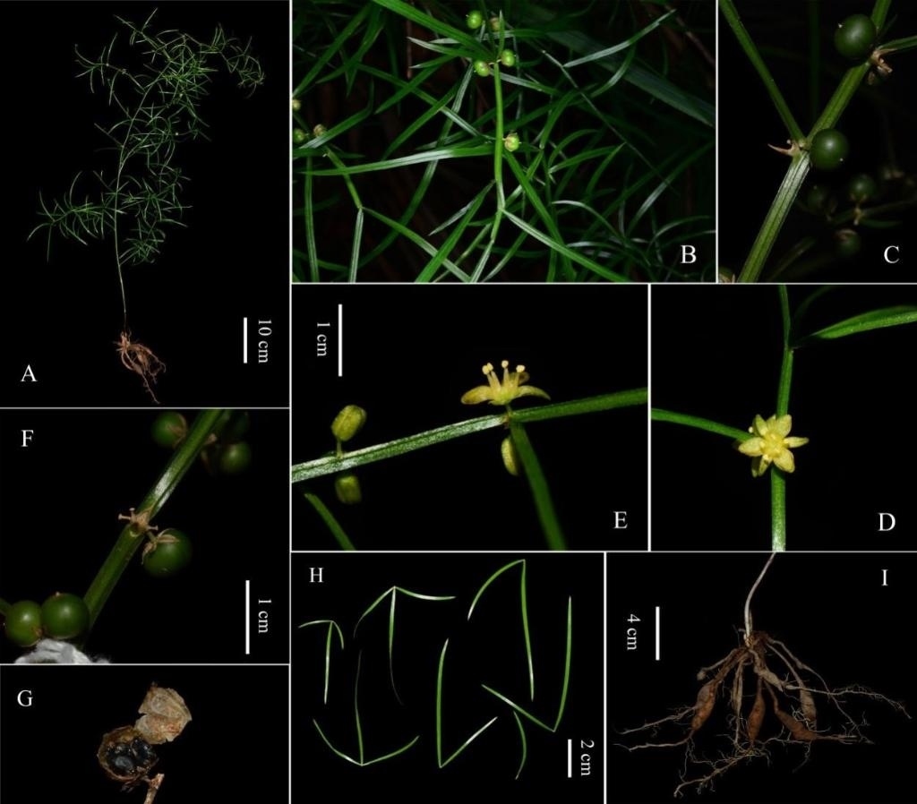 圖為大別山天門冬的形態(tài)特征。（中國科學(xué)院武漢植物園供圖）