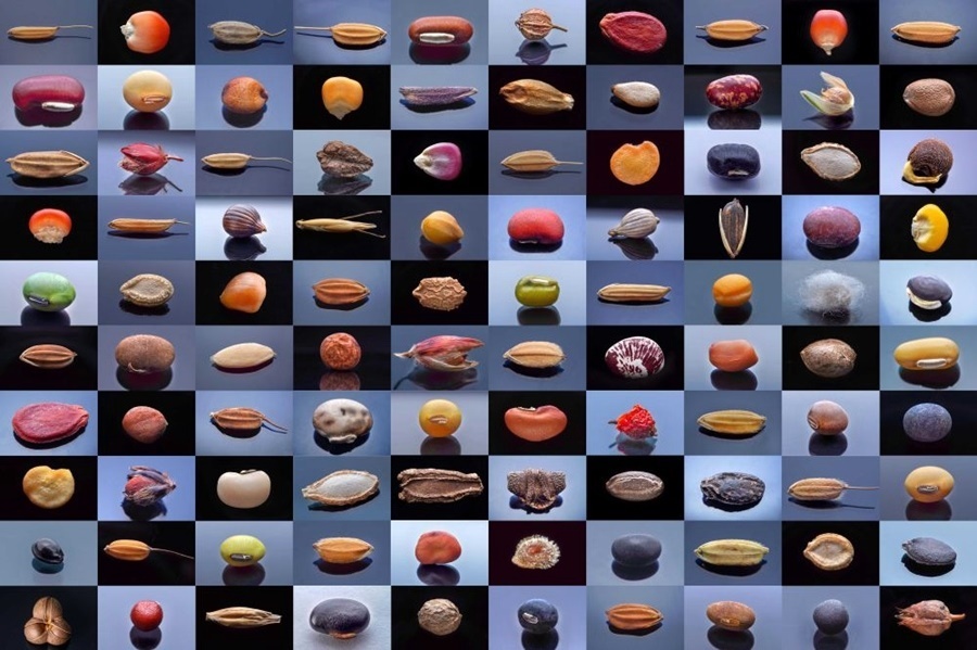 微距鏡頭下，湖南省農(nóng)作物種質(zhì)資源庫的種子千姿百態(tài)（100個(gè)種子拼版照片）。