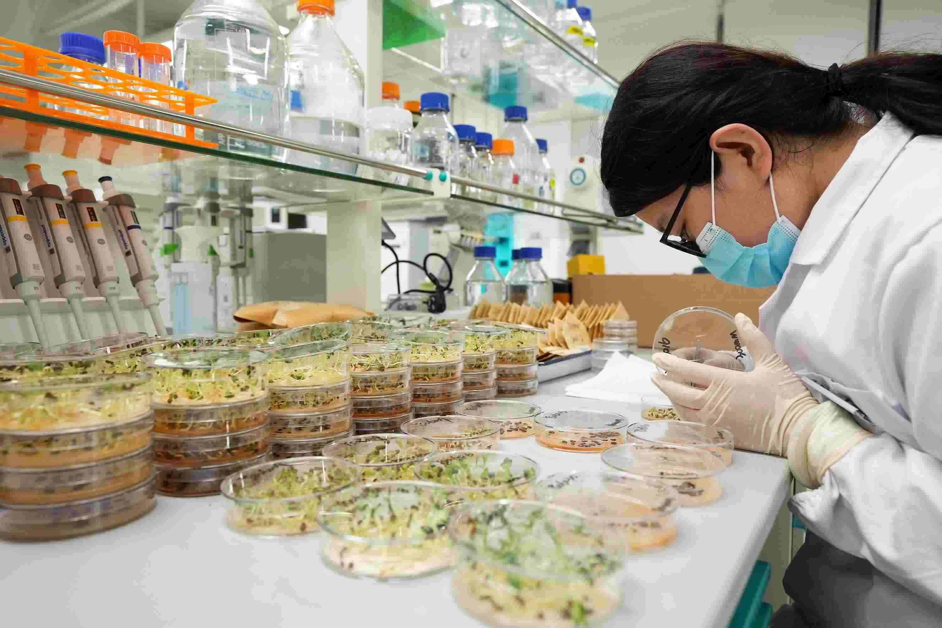 △ 海南三亞崖州灣科技城的崖州灣種子實驗室，科研人員正在觀察種子樣本。