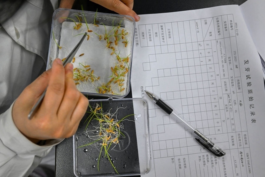 2022年3月23日，在湖南省農(nóng)作物種質(zhì)資源庫實(shí)驗(yàn)室，檢測員對(duì)保存的水稻種子進(jìn)行發(fā)芽試驗(yàn)檢測。