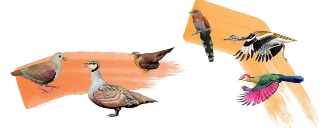 鴿鴇類。浙江大學(xué)供圖