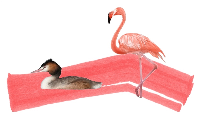 奇跡鳥類（火烈鳥總目）。浙江大學(xué)供圖