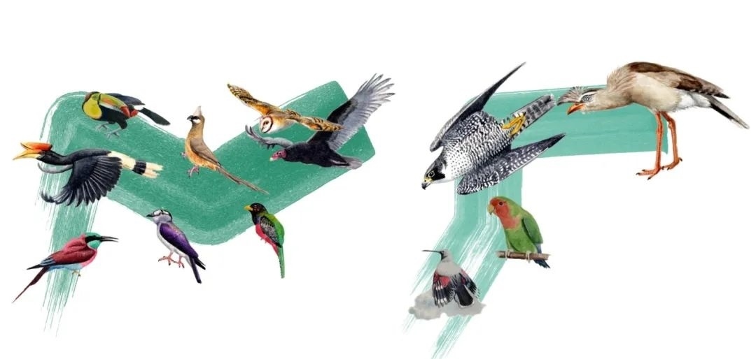 陸鳥類。浙江大學(xué)供圖