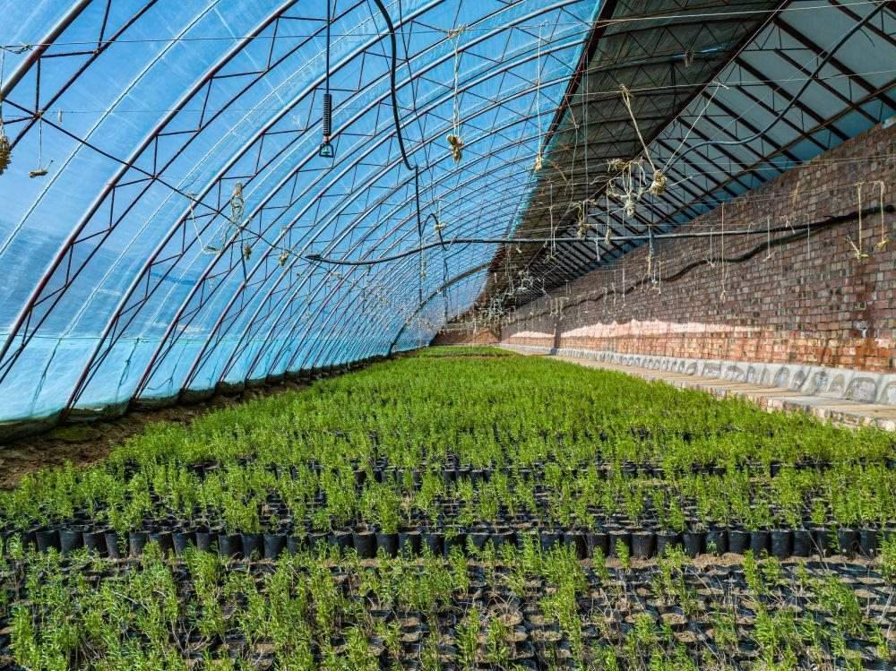 △內(nèi)蒙古一苗圃正在育苗。今年內(nèi)蒙古將投資2200萬元保障“三北”工程種苗供應(yīng)，助力打好“三北”工程攻堅(jiān)戰(zhàn)。