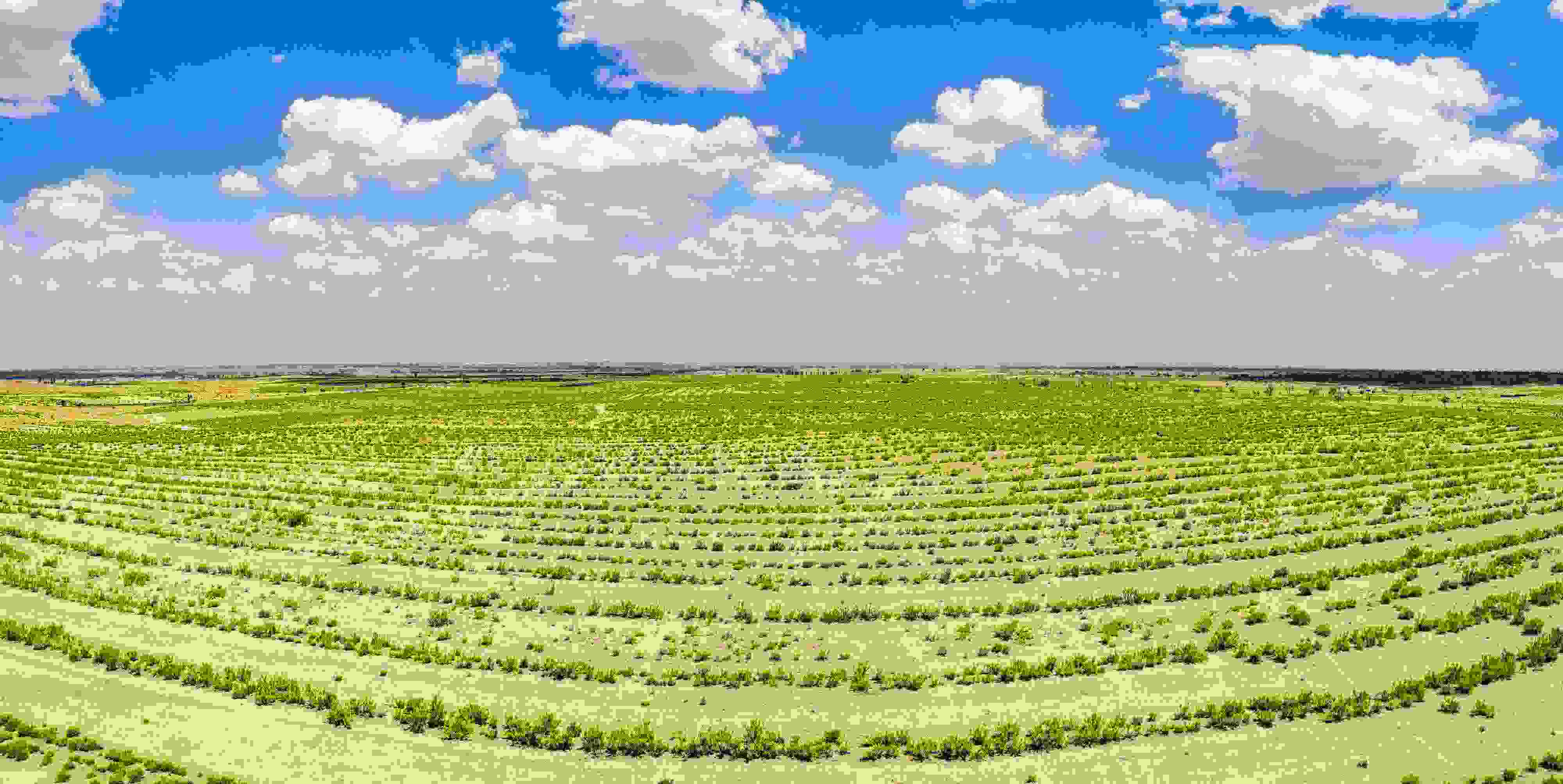 2023年6月7日，內(nèi)蒙古鄂爾多斯，毛烏素沙漠。