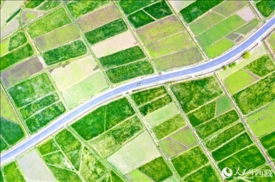 無人機視角下的西藏山南市瓊結農(nóng)田。人民網(wǎng)記者 次仁羅布攝