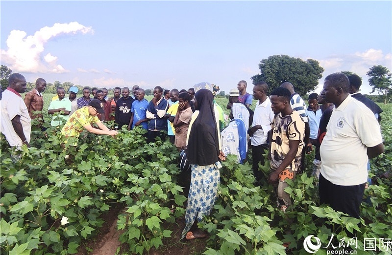 當(dāng)?shù)孛揶r(nóng)紛紛向中國專家學(xué)習(xí)技術(shù)。人民網(wǎng)記者 黃培昭攝