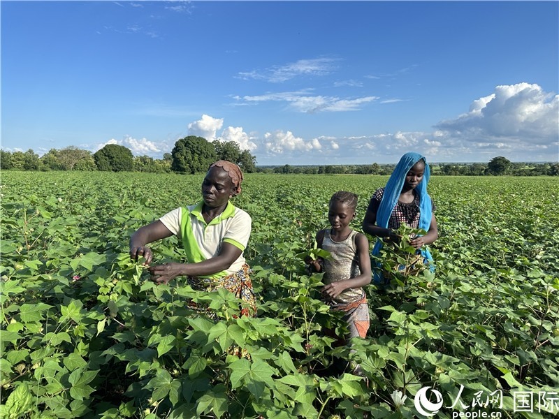 當(dāng)?shù)孛揶r(nóng)在麥田里勞作。人民網(wǎng)記者 黃培昭攝