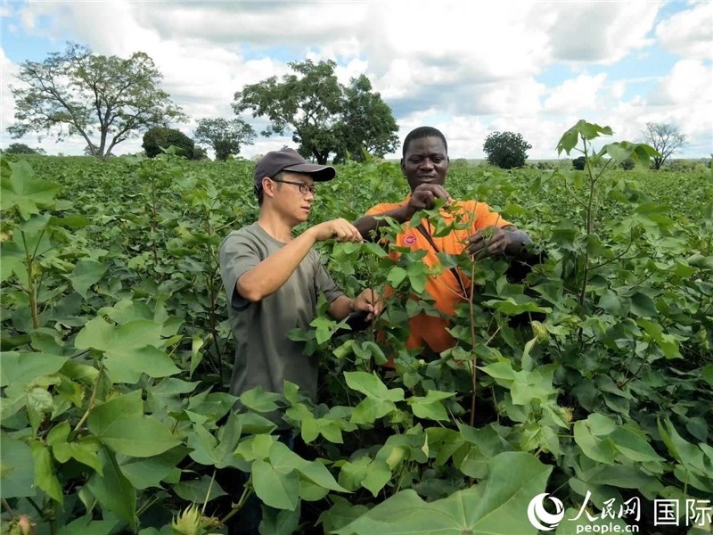 首小勇指導(dǎo)當(dāng)?shù)剞r(nóng)民種植棉花。人民網(wǎng)記者 黃培昭攝