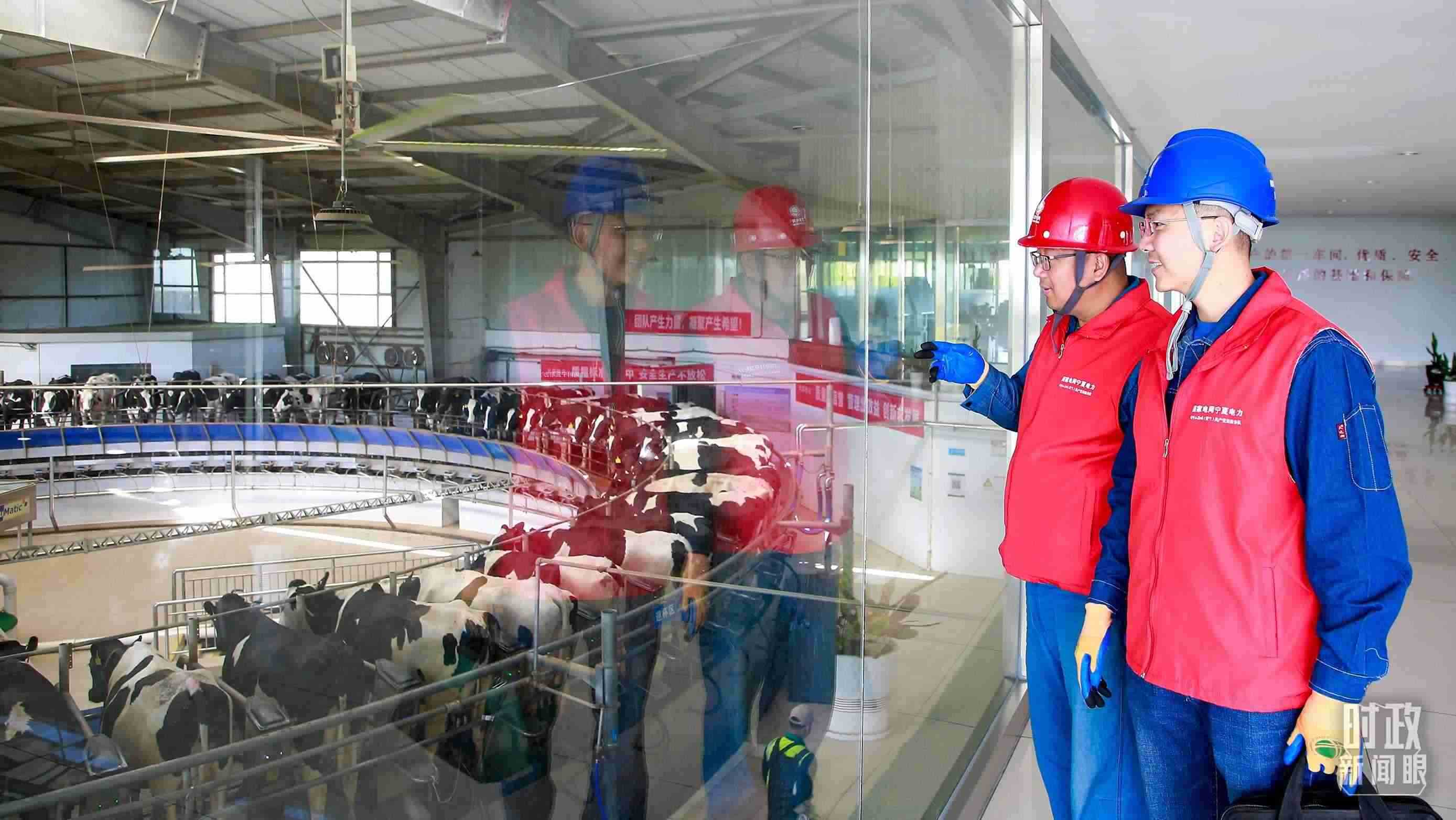  △寧夏銀川，電力員工深入奶牛養(yǎng)殖企業(yè)，助力數(shù)智化養(yǎng)殖。（圖/視覺中國）