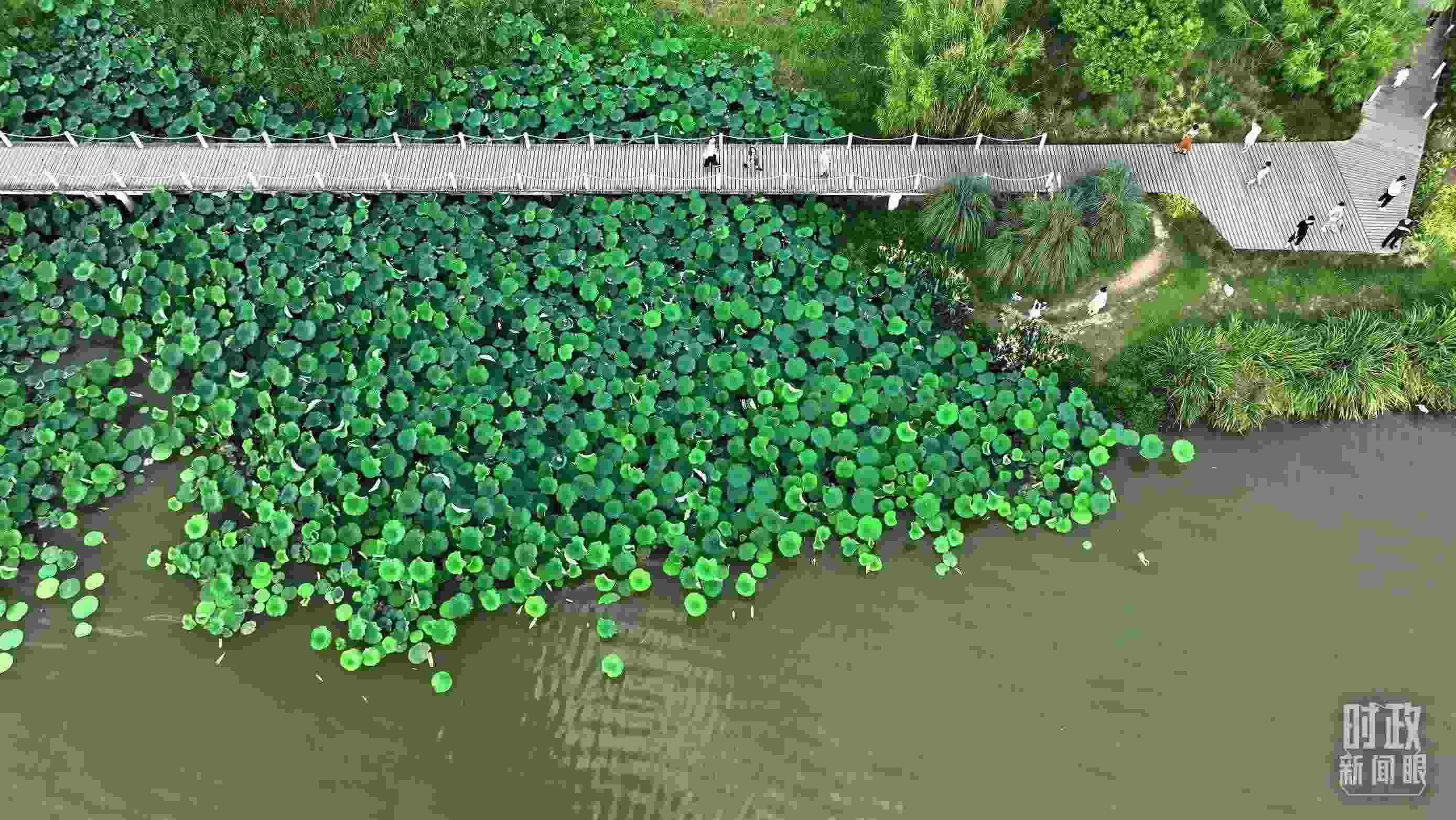 △陜西漢中天漢濕地公園內(nèi)，游人穿行，荷影婆娑。（總臺記者劉海濤拍攝）