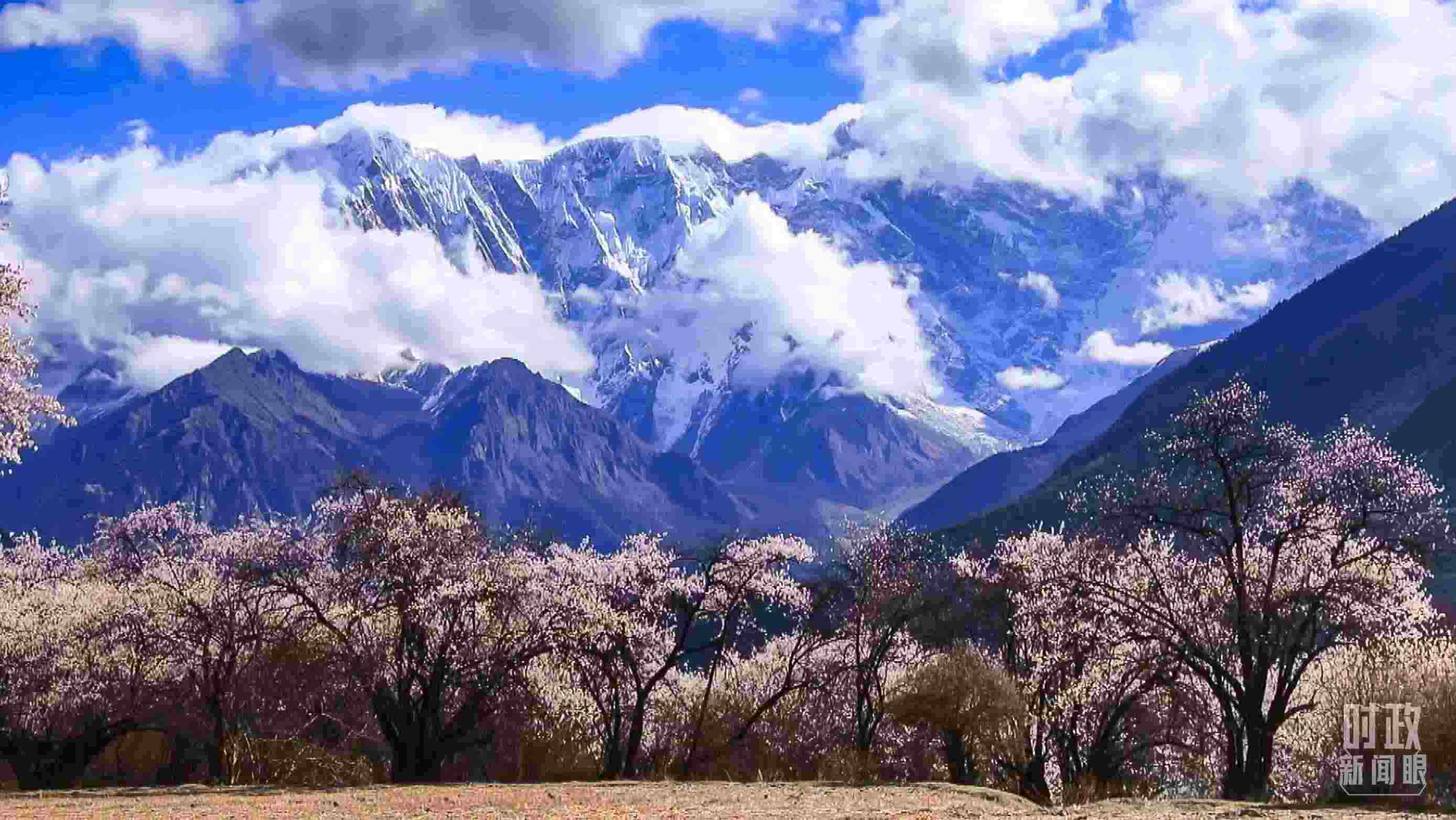 △西藏林芝。（總臺記者李旭拍攝）