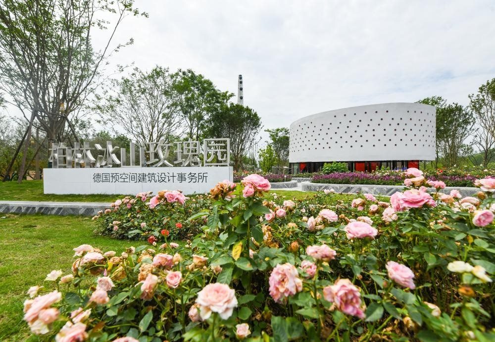 這是2024年4月22日拍攝的成都世園會主會場德國柏林冰山玫瑰園。新華社記者 王曦 攝