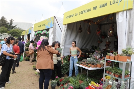 坎波·馬特活動現(xiàn)場。埃內(nèi)斯托·多明戈斯攝