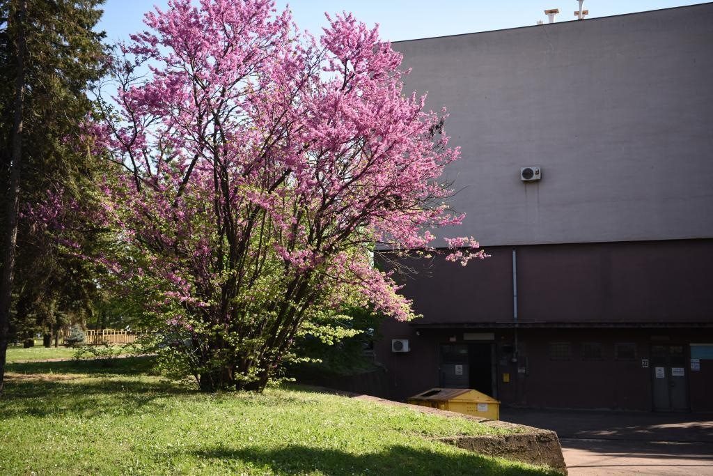 斯梅戴雷沃鋼廠里盛開(kāi)的南歐紫荊花。