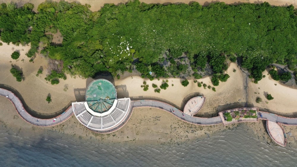 俯瞰廣東湛江市區(qū)海邊的紅樹林（2023年5月25日攝，無人機照片）。