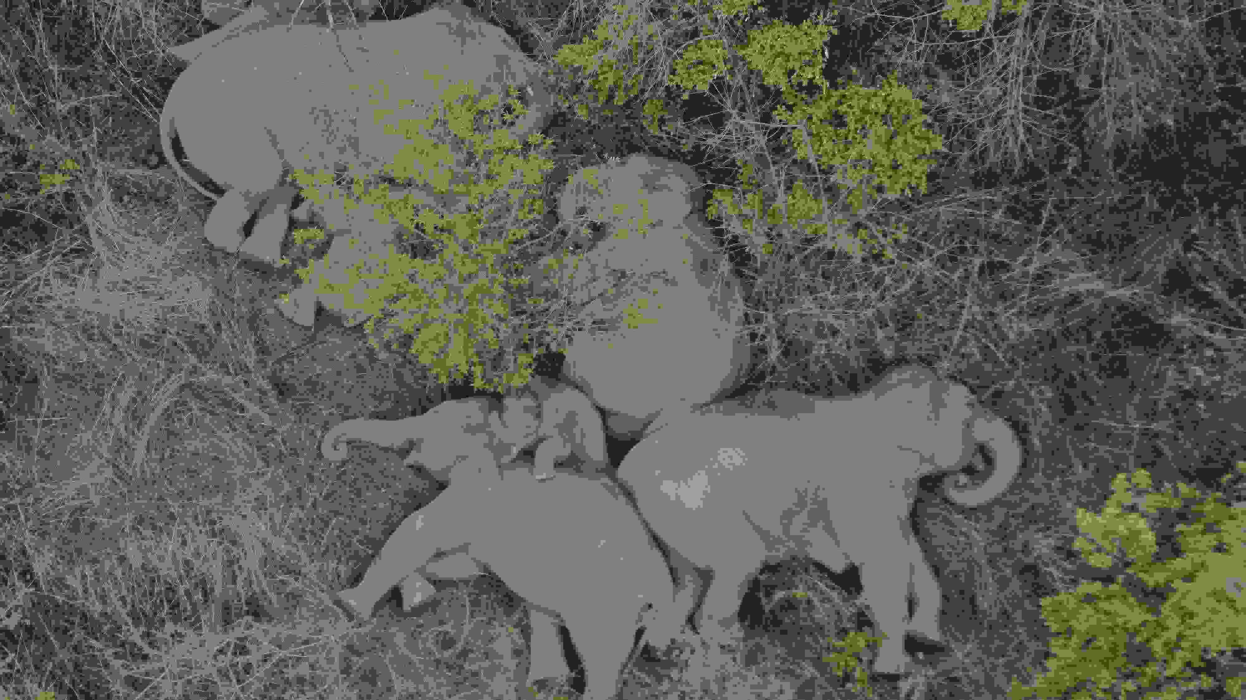 2021年6月7日，航拍顯示亞洲象群在云南省昆明市晉寧區(qū)夕陽(yáng)鄉(xiāng)山林地里睡覺(jué)休息。