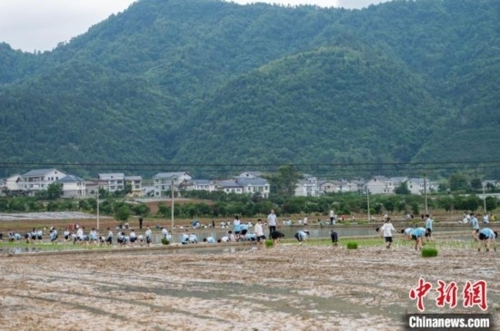 圖為5月21日，綏陽縣旺草中學(xué)學(xué)生在旺草萬畝大壩體驗(yàn)插秧。唐哲 攝